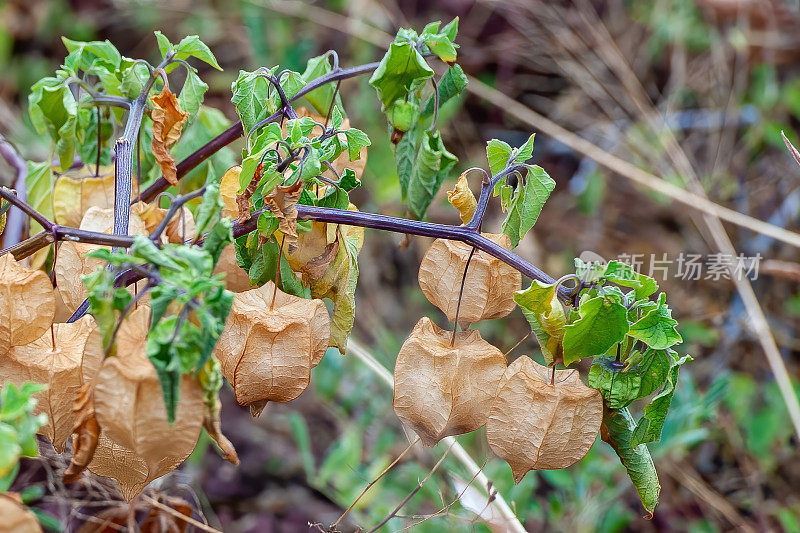 加拉帕戈斯碎樱桃，加拉帕戈斯Physalis galapagoensis, Rabida岛，Jervis岛，加拉帕戈斯群岛，厄瓜多尔。茄科。膨胀的花萼。